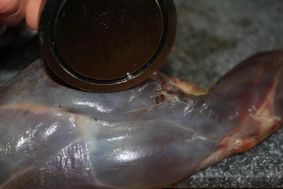 【JACHTMAGNEET / HAGELMAGNEET 】– Jacht Accessoires 2020 – Hagel Verwijderaar – Jagers Cadeau - Wild Magneet - Afbeelding 5